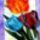 Tulipanok_661292_50736_t