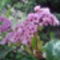 Vakoslevelű bőrlevél-Bergenia crassifolia