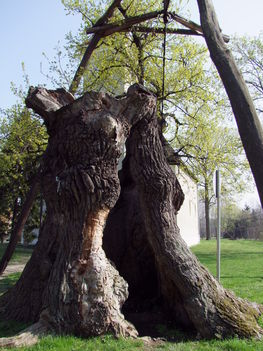 Árpád fája ma 4