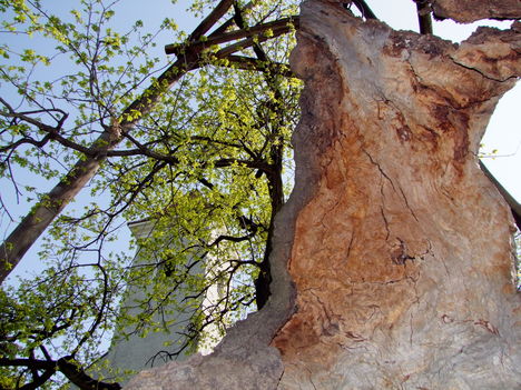 Árpád fája ma 5