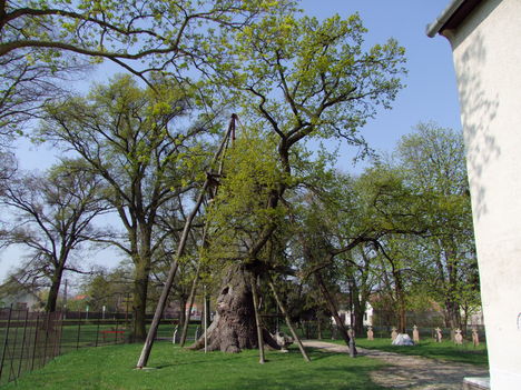 Árpád fája ma 6