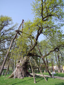 Árpád fája ma 7