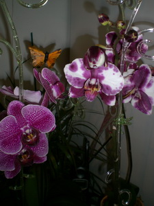 CIMG0023_resize