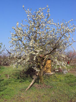 cseresznyefa virágba 2010