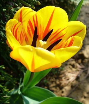 Egyszerű tulipán