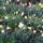 Narcisz_2010-009_662071_64124_t