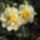 Narcisz_2010-012_662077_22784_t