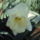 Narcisz_2010-014_662082_97113_t