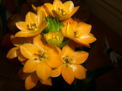 ORNITHOGALUM