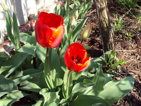 tulipán 2010