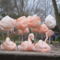 29_flamingo