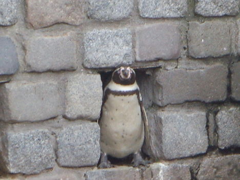 36_pinguajtóban