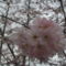 60_cseresznyevirág