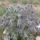 Kep_138_663552_14443_t