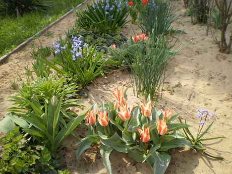 jácint és tulipán