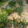 Jacint_es_tulipan_664147_18884_t