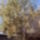 Magnolia_egyik_ismerosunk_faja_2010-001_664506_56960_t