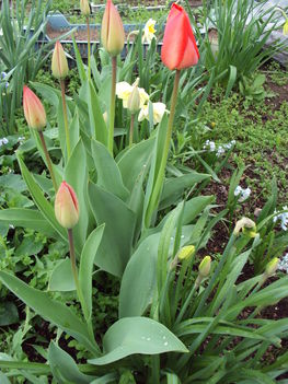 tulipánok 2010