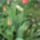 Tulipanok_2010-001_664509_79118_t