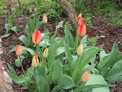 tulipánok 2010