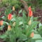 tulipánok 2010