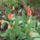 Tulipanok_2010_664507_46551_t