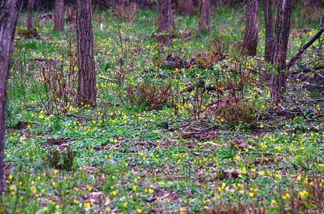 Cser-erdő virága a Salátabogárka