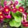 Kankalin__primula_665813_27844_t