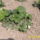 Nyilik_az_eper_665113_80112_t