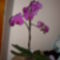 Phalaneopsis orchidea