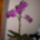 Phalaneopsis_orchidea_665952_25718_t