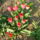 Tulipan-001_665612_80890_t