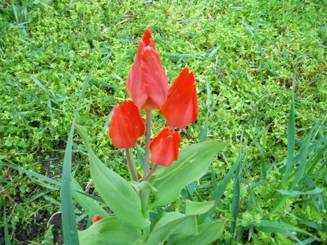 Tulipán 1