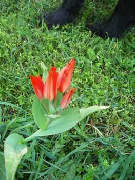 Tulipán 2