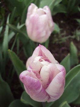 április2010 066