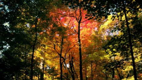 autumn-forest-1280-720-4033