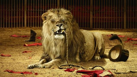 circus-lion-1280-720-3743