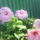 Dsc00082_666187_86228_t