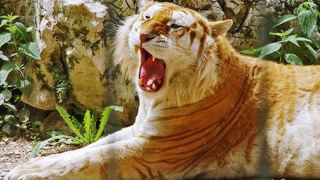 golden-tiger-1280-720-2938