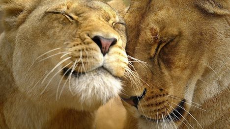 lions-in-love-1280-720-4148