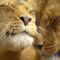 lions-in-love-1280-720-4148