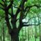 ombu-tree-1280-720-3512
