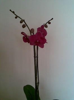 orchidea 013