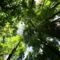 rainforest-canopy-1280-720-3915