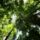 Rainforestcanopy12807203915_666405_79695_t