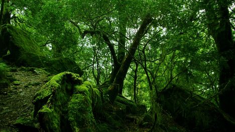 rainforest-moss-1280-720-3844