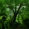 rainforest-moss-1280-720-3844