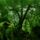 Rainforestmoss12807203844_666404_20070_t