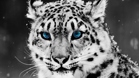 snow-leopard-1280-720-3780