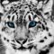 snow-leopard-1280-720-3780